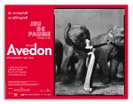 Jdp-Avedon_2